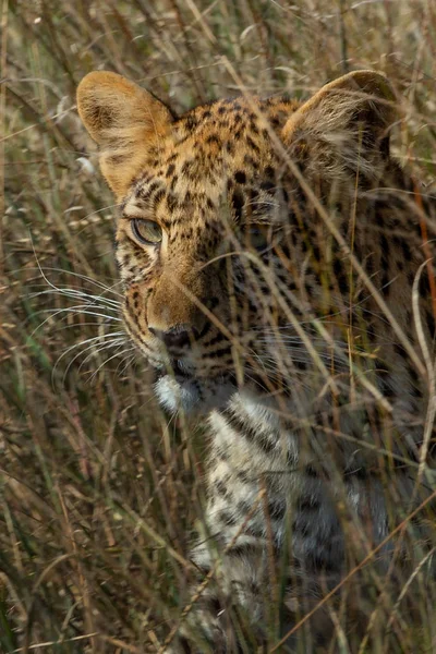 Vista Cercana Leopardo Salvaje Descansando Hierba Seca Alta Sabana — Foto de Stock