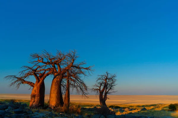 Baobab Grove Kayalık Peyzaj Doğal Görünümü — Stok fotoğraf