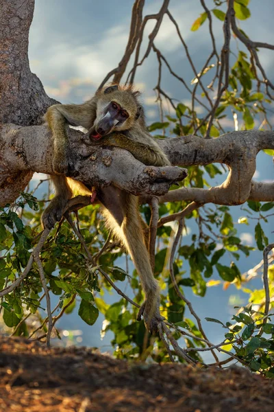 Macaco Africano Descansando Galho Árvore Verde — Fotografia de Stock