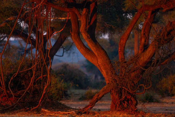 Sötét Afrikai Dzsungel Naplemente Látványa — Stock Fotó