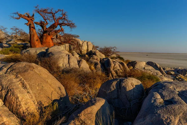 Baobab Grove Kayalık Peyzaj Doğal Görünümü — Stok fotoğraf