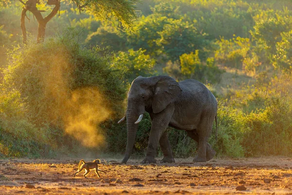 Blick Auf Elefanten Die Mit Affen Der Afrikanischen Savanne Spazieren — Stockfoto
