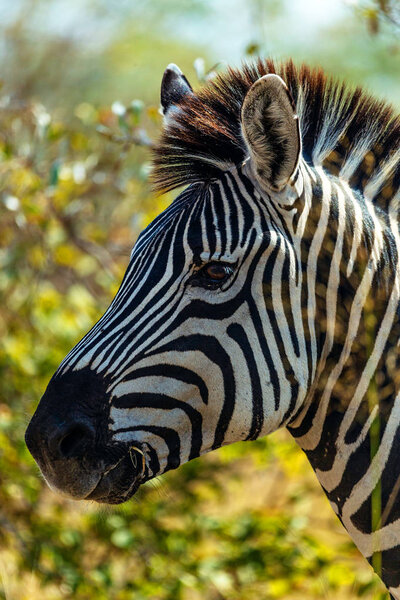 Close view of striped zebra head in african savannah