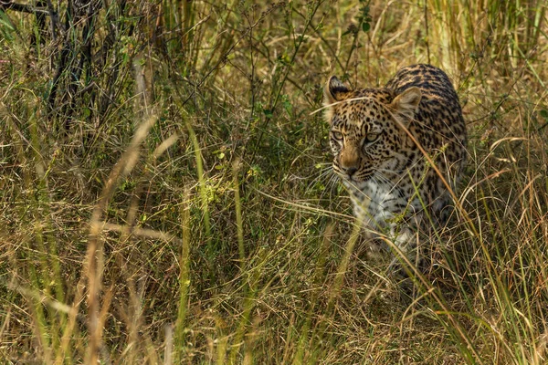 Wild Leopard Resting High Dry Grass Savannah — Stock Photo, Image