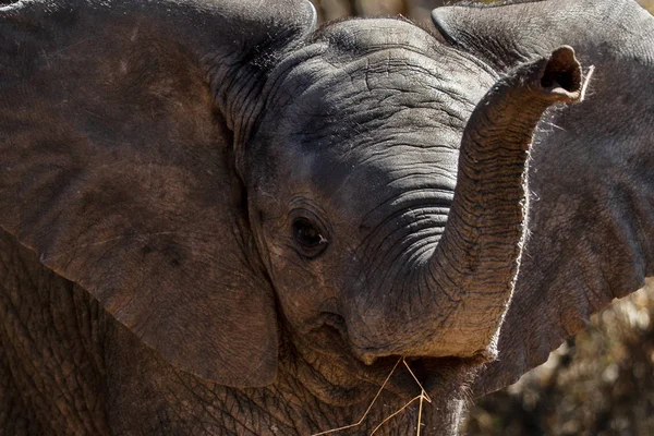 Retrato Elefante Africano Cinzento Savana — Fotografia de Stock