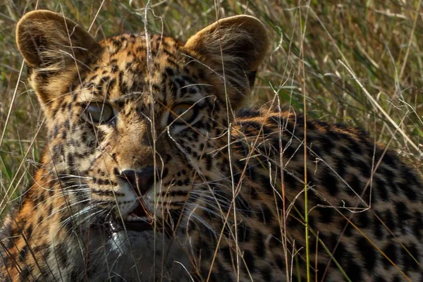 Vahşi Leopar Savannah Yüksek Kuru Dinlenme Görünümünü Kapat — Stok fotoğraf