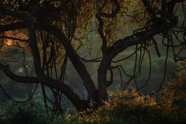 Vue Des Jungles Africaines Sombres Coucher Soleil — Photo