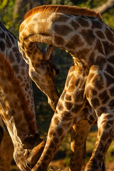 Vue Rapprochée Des Longs Cous Girafe Souples — Photo