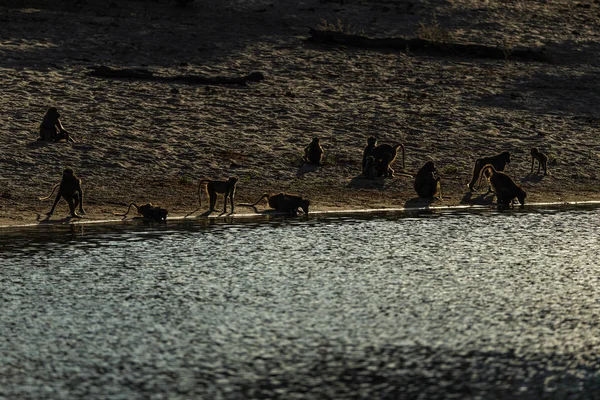 Singes Africains Reposant Sur Rive Fleuve Coucher Soleil — Photo