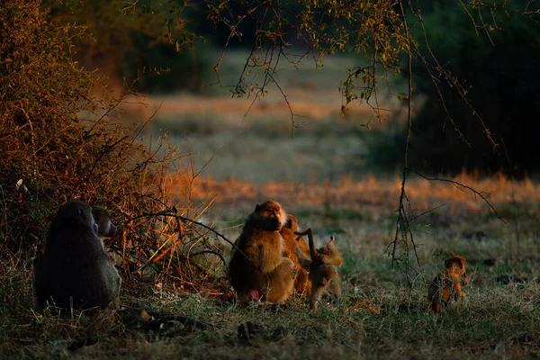 Monos Africanos Descansando Arbustos Verdes Atardecer — Foto de Stock