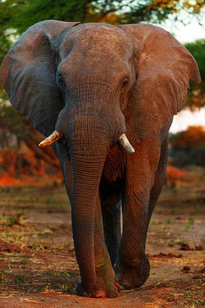 Портрет Серого Африканского Слона Саванне — стоковое фото