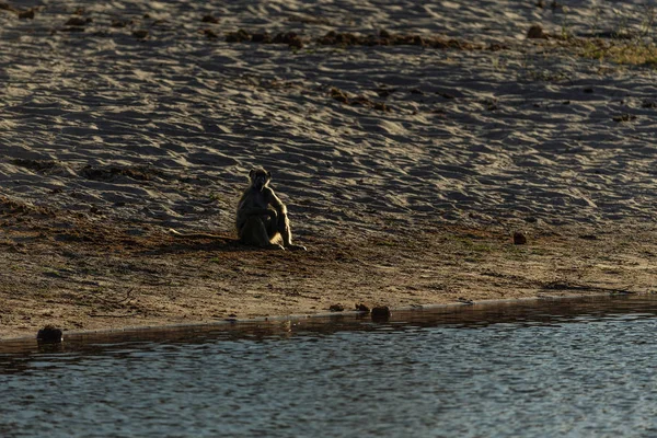 Scimmia Africana Che Riposa Sulla Riva Del Fiume Tramonto — Foto Stock