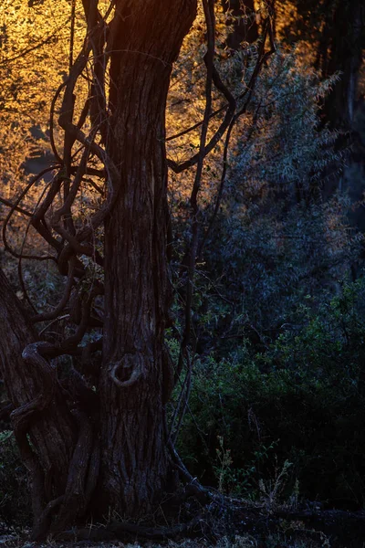 Vue Des Jungles Africaines Sombres Coucher Soleil — Photo