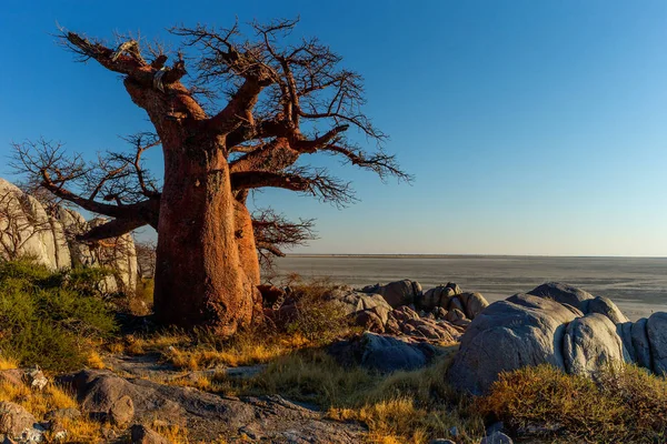 Vue Panoramique Baobab Dans Paysage Rocheux — Photo