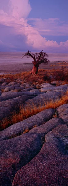 Blick Auf Den Einsamen Baobab Baum Der Afrikanischen Savanne — Stockfoto