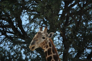 Giraffe portrait in front of tree in savanna in Namibia, Africa