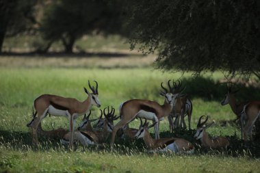 Namibya, Afrika savana otlatma impalas grubu