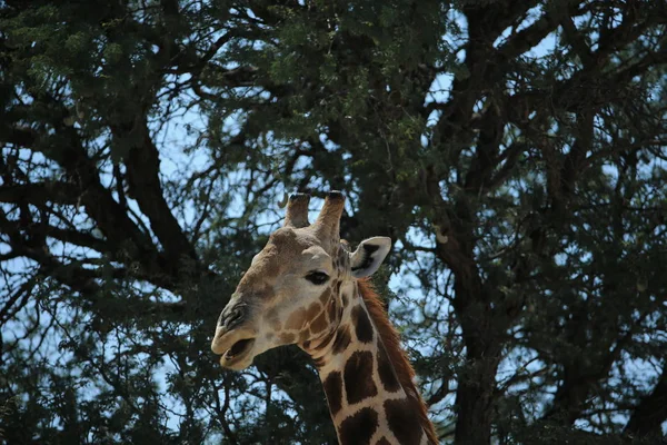 Portrait Girafe Devant Arbre Savane Namibie Afrique — Photo
