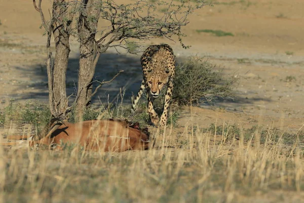 Gepard Straší Impala Savaně Namibii Afrika — Stock fotografie