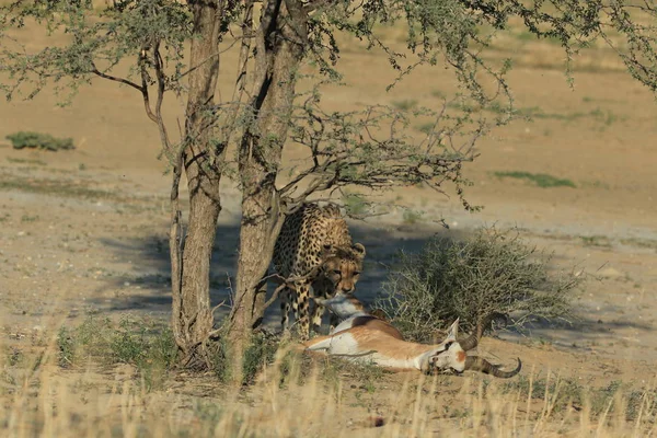 Gepard Straší Impala Savaně Namibii Afrika — Stock fotografie