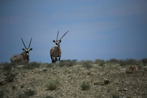 Oryx Antílopes Pastando Savana Namíbia África — Fotografia de Stock