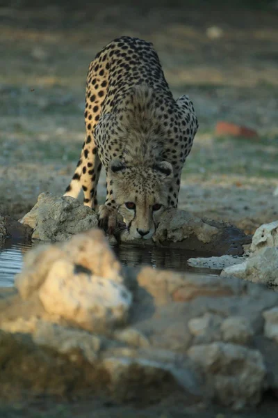 ナミビア アフリカのサバンナでチーター飲料水 — ストック写真
