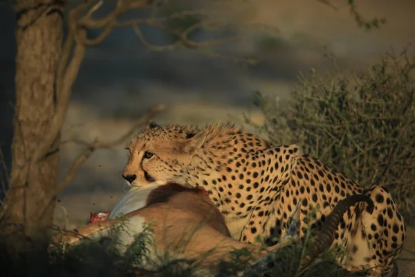 Namibya Afrika Savana Cheetah Perili Impala — Stok fotoğraf