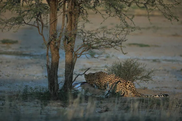 Cheetah Mangia Prede Savana Namibia Africa — Foto Stock