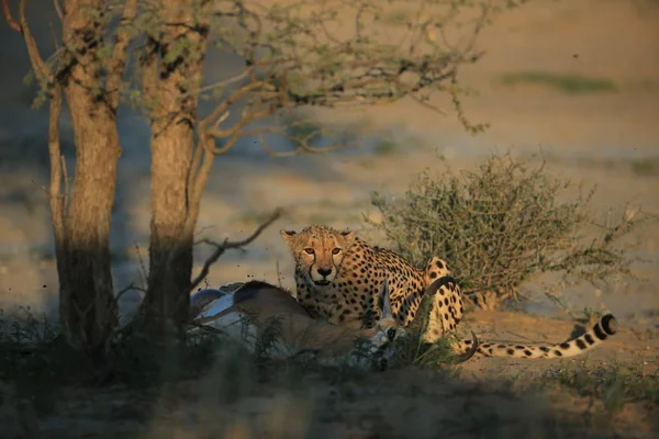 Gepard Krmení Kořist Savaně Namibii Afrika — Stock fotografie