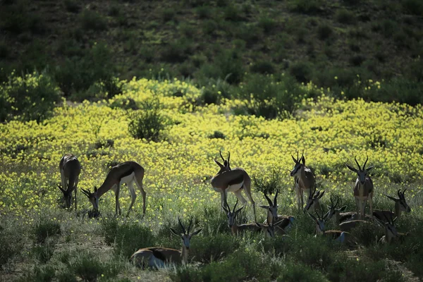 Impalasgruppe Weidet Savanne Namibia Afrika — Stockfoto