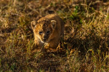 Küçük aslan yavrusu Afrika doğal görünümünü