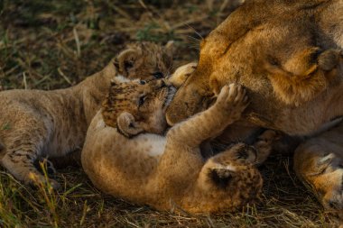 Leopar doğal görünümünü Savannah Namibya