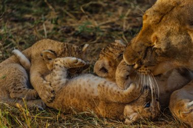 Leopar doğal görünümünü Savannah Namibya