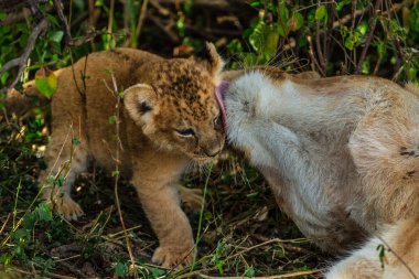 Leopar doğal görünümünü Savannah Namibya