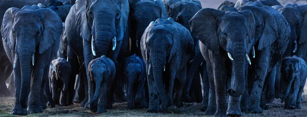 Scenic View Herd Elephants Africa — Stock Photo, Image