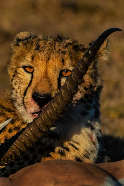 Gepárd Impala Áldozatát Namíbia Afrika Szavanna — Stock Fotó