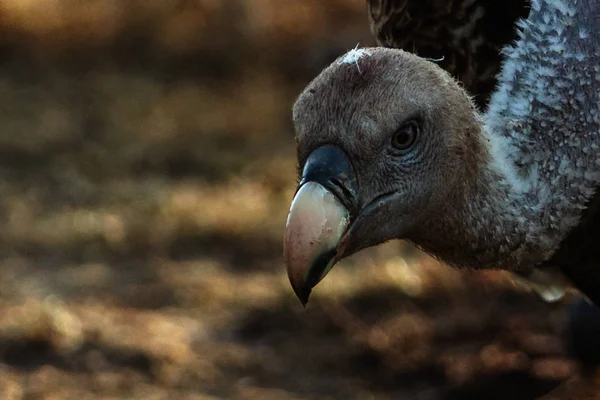 Yetişkin Akbaba Üzerinde Arka Plan Bulanık Görmek — Stok fotoğraf