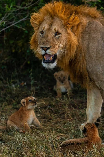 Lion His Little Lion Cubs Outdoors — Stock Photo, Image