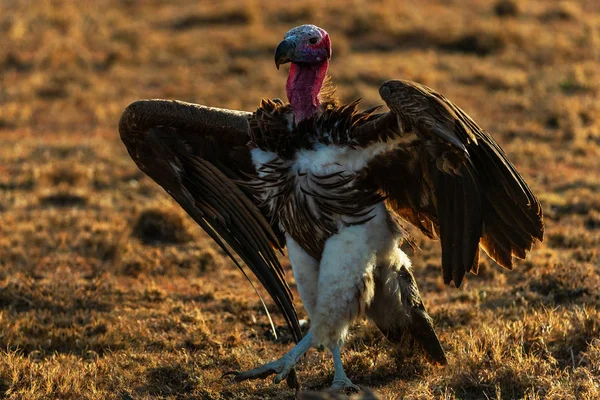 Detailní Pohled Dospělých Supa Rozostřeného Pozadí — Stock fotografie