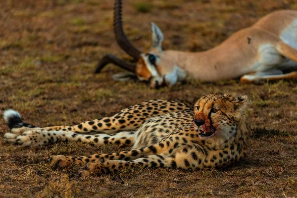 Cheetah Impala Zdobycz Sawannie Namibia Afryka — Zdjęcie stockowe