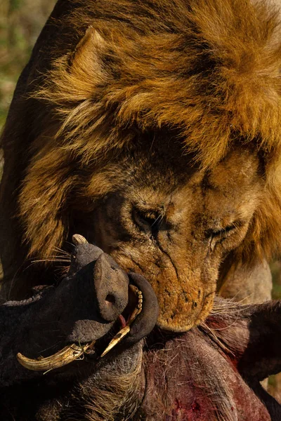 Scary View Adult Lion Hunt Savannah — Stock Photo, Image