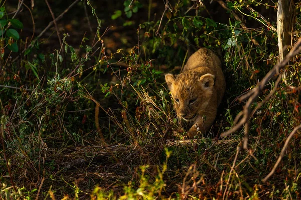 Blick Auf Kleine Löwenbabys Afrika — Stockfoto