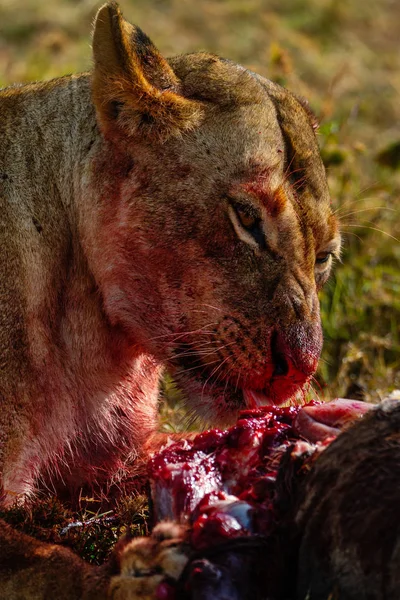 scary view of adult lion in on a hunt savannah