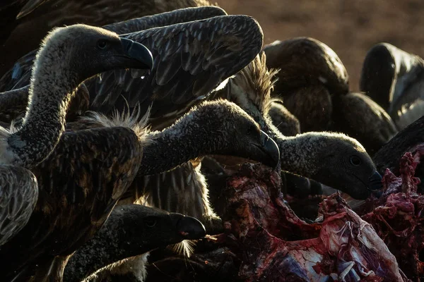 Visão Perto Das Aves Predadoras Que Comem Suas Presas — Fotografia de Stock