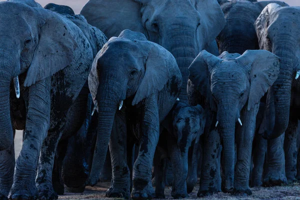 Vista Panorámica Manada Elefantes África — Foto de Stock