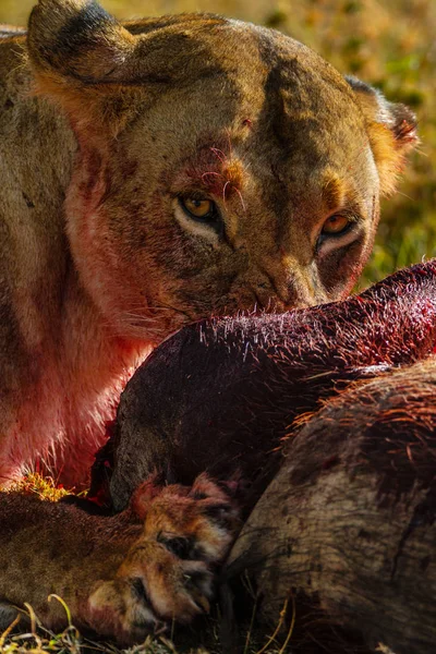 Espantosa Vista Del León Adulto Una Sabana Caza —  Fotos de Stock