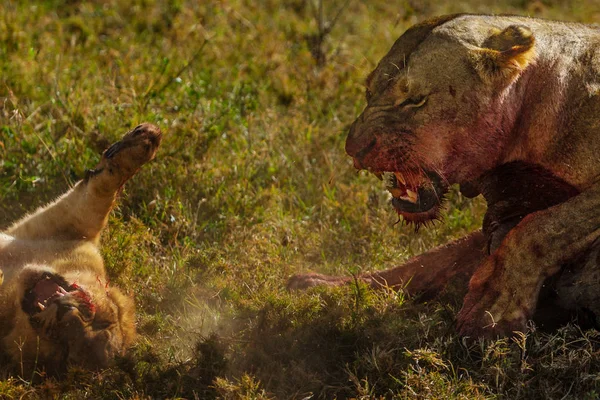 Страшний Вид Дорослого Лева Полювання Савани — стокове фото