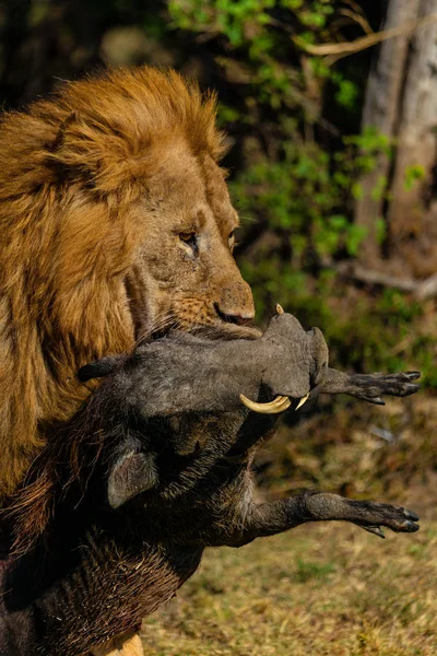 Страшний Вид Дорослого Лева Полювання Савани — стокове фото