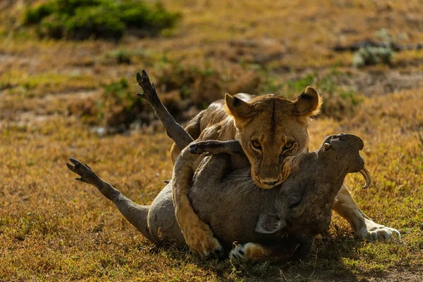 Visão Assustadora Leão Adulto Uma Savana Caça — Fotografia de Stock