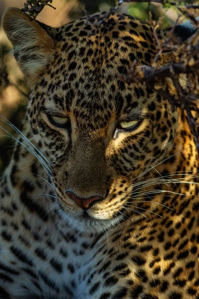 Leopar Doğal Görünümünü Savannah Namibya — Stok fotoğraf